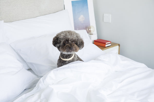 puppy sitting on a mattress with lightweight summer duvet