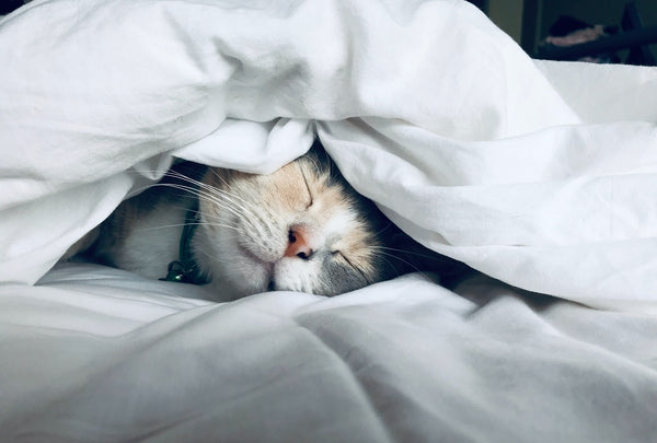 cat sleeping under the lightweight duvet